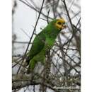 Image of Yellow-fronted Parrot