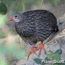 Image of Scaly Francolin