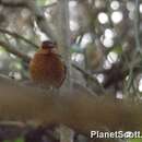 Image of Red-capped Robin