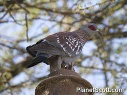 Image of Speckled Pigeon