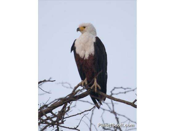 Image of Sea eagles