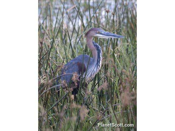 Image of Ardea Linnaeus 1758