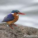 Image of Malachite Kingfisher