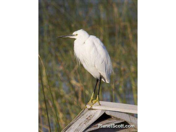 Image of Egretta Forster & T 1817