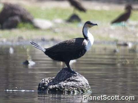 Image of Phalacrocorax Brisson 1760