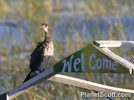 Image of Dwarf cormorants