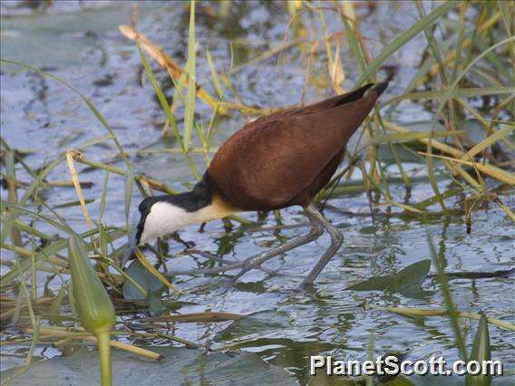 Actophilornis Oberholser 1925 resmi