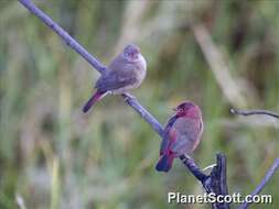 Image of Firefinch