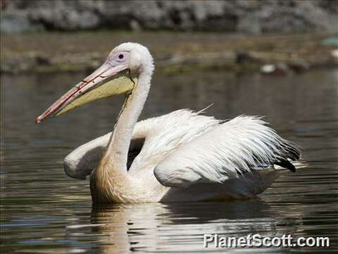 Image of pelicans