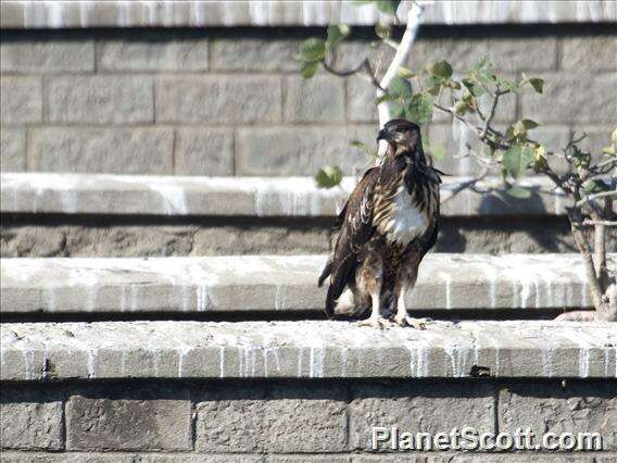 Image of Augur Buzzard