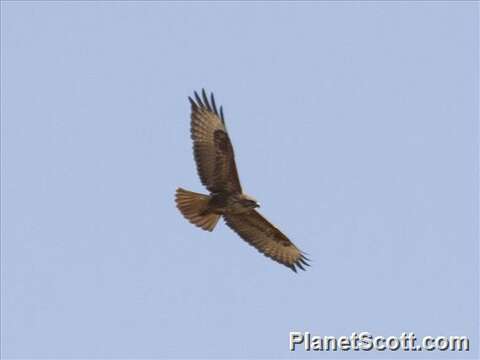 Image of Buteo Lacépède 1799