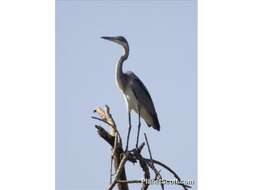 Image of Ardea Linnaeus 1758