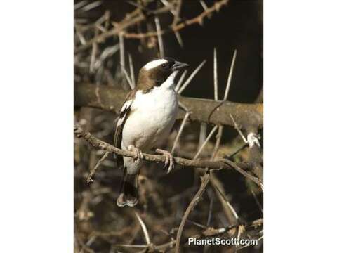 Image of sparrow-weaver