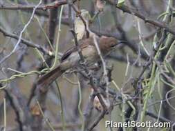 Phyllastrephus Swainson 1832 resmi