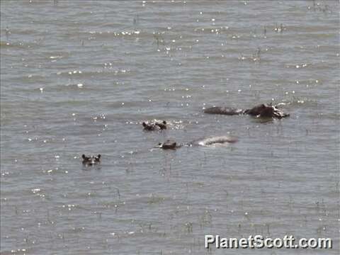 Image of Common Hippopotamus