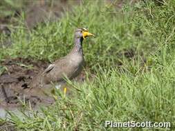 Image of Lapwing