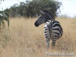 Image of Burchell's Zebra