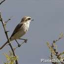 Image of Red-tailed Shrike