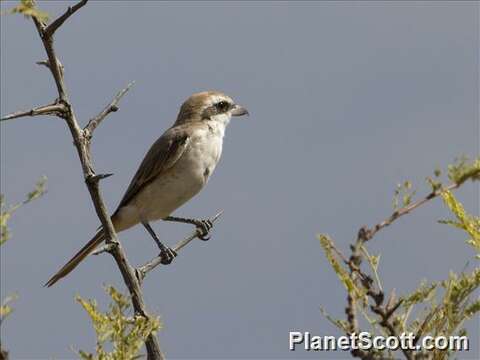 Image de Corvoidea