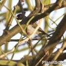 Image of Eastern Violet-backed Sunbird