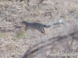 Image of African ground squirrel