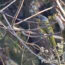 Image of Grey-headed Bush Shrike