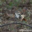 Image of Spotted Morning-Thrush