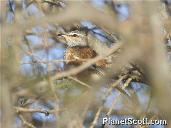 Image of Scrub robin