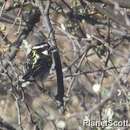 Image of Black-throated Barbet