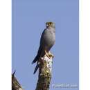 Image of Grey Kestrel