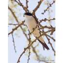 Image of White-tailed Swallow