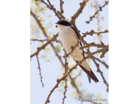 Imagem de Hirundo megaensis Benson 1942