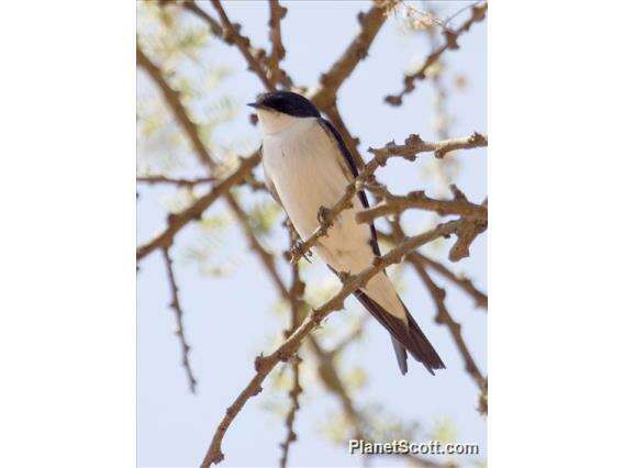 Image of White-tailed Swallow