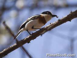 Image of platysteirid birds