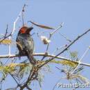 Image of Black-billed Barbet