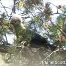 Image of Prince Ruspoli's Turaco