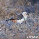 Image of White-headed Buffalo Weaver