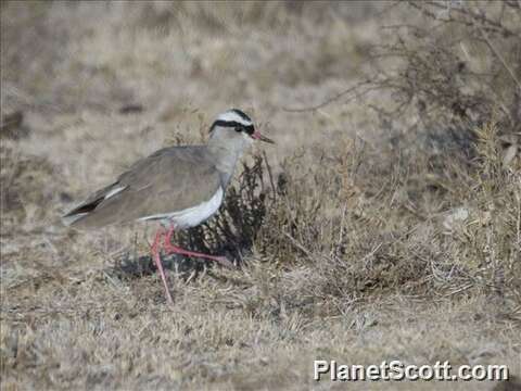 Image of Lapwing