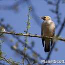 Image of Wattled Starling