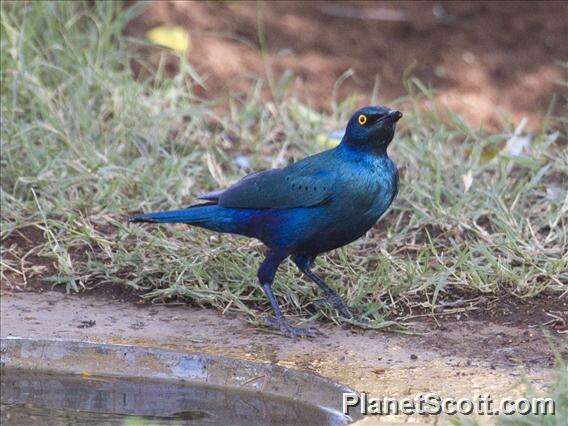 Imagem de Lamprotornis Temminck 1820