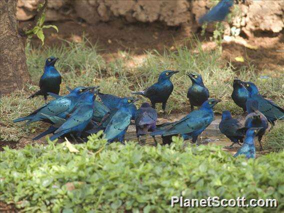 Imagem de Lamprotornis Temminck 1820