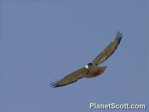 Image of Augur Buzzard