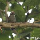 Image of Abyssinian Woodpecker