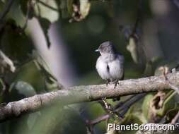 Image of Melaenornis Gray & GR 1840