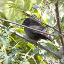 Image of African Firefinch