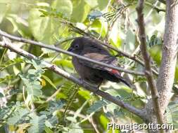 Image of Firefinch