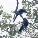 Image of Slender-billed Chestnut-winged Starling