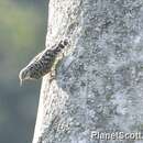 Image of African Spotted Creeper