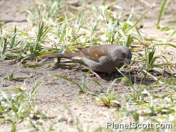 Image of Abyssinian Gray-headed Sparrow