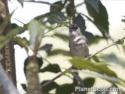 Image of Typical warblers